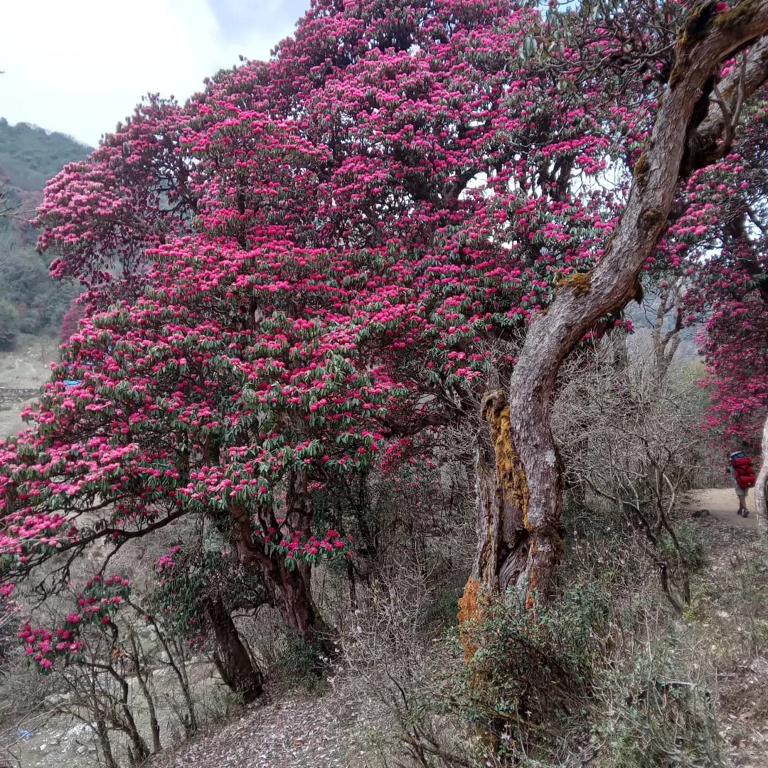 Poon Hill Trek — photo 2